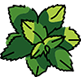 moringa.png